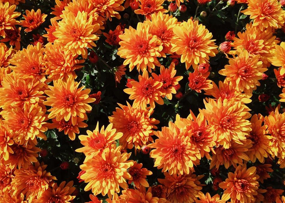Mums Flowers Fall