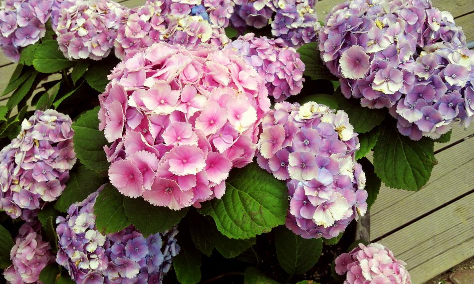 Flowers Plants Nature