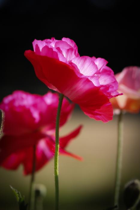 Poppy Pink Nature