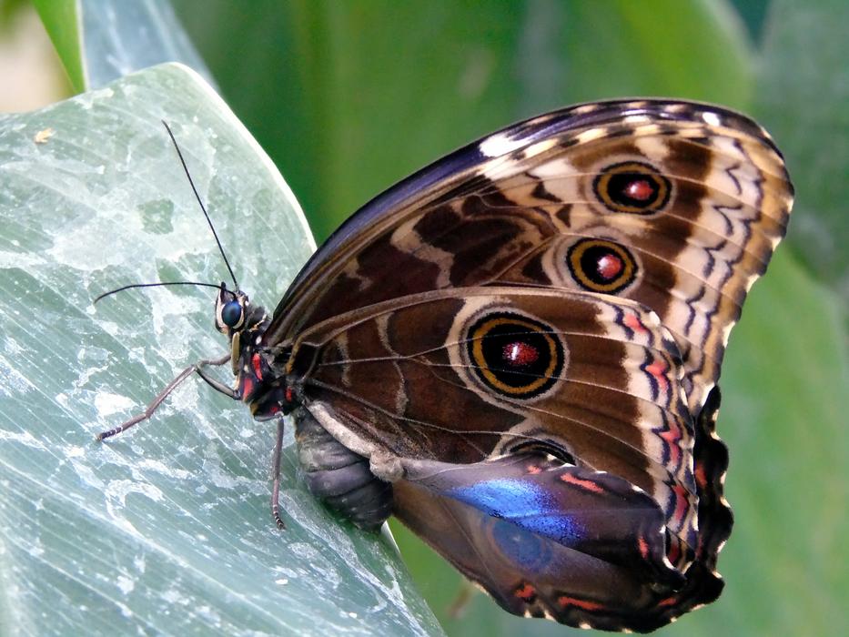 Nature Butterfly Insect