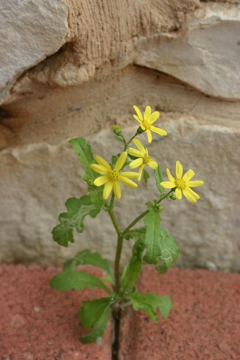 Nature Flora Flower