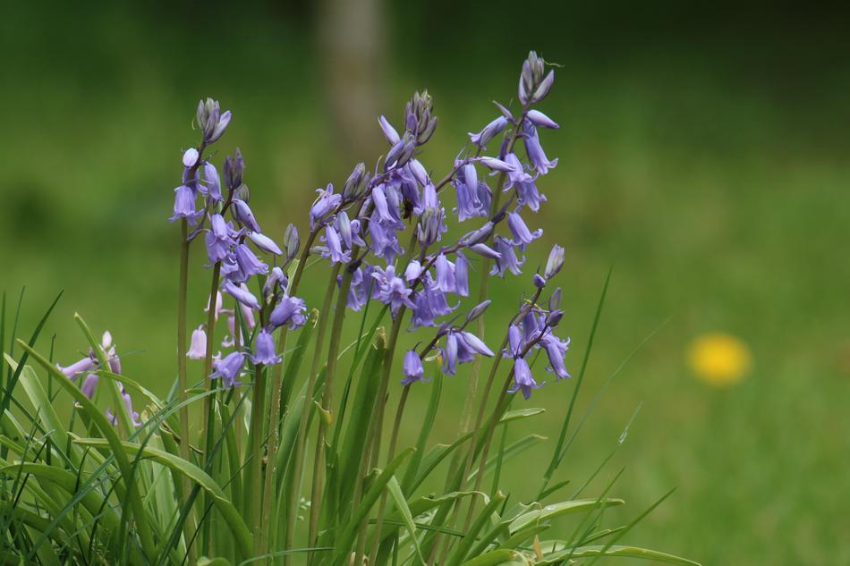 Bells Nature Flower