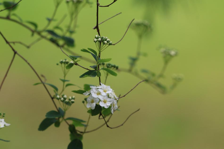 Meadowsweet Shrub Nature White