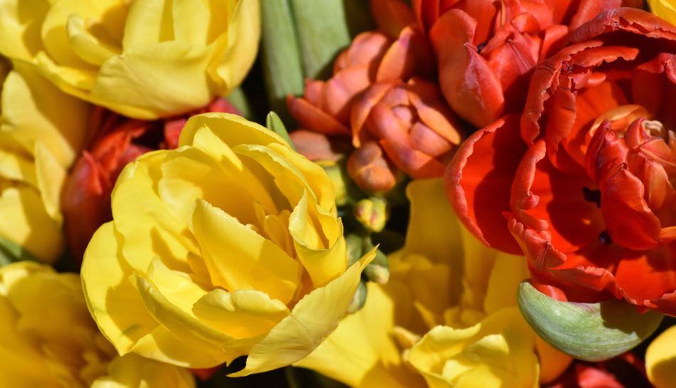 Flowers Spring Colorful
