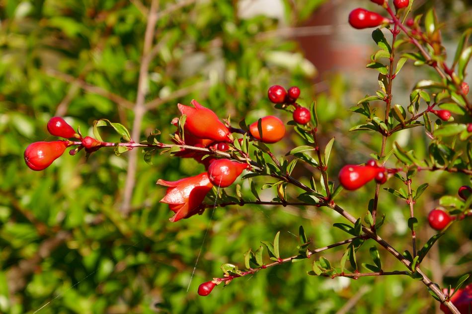 Pomegranate Bud Orange
