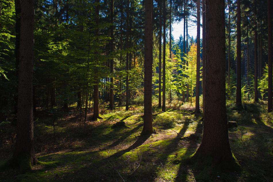 Forest Green Trees