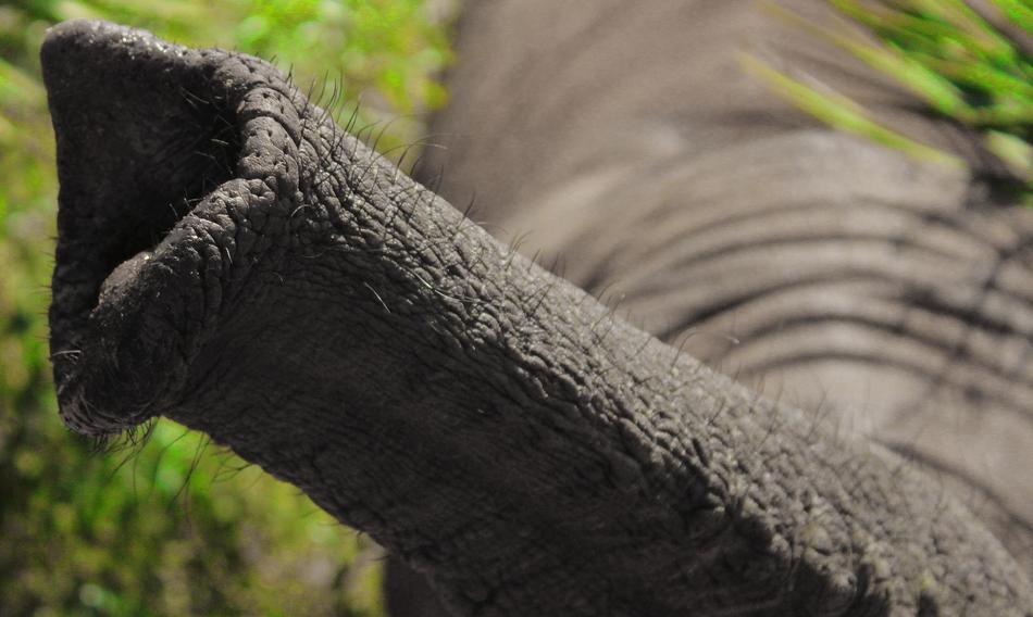 Elephant Trunk Nature