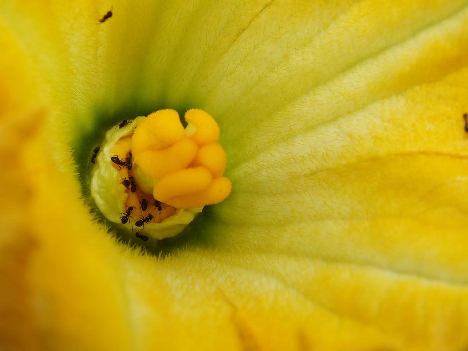 Pumpkin Grow Nature