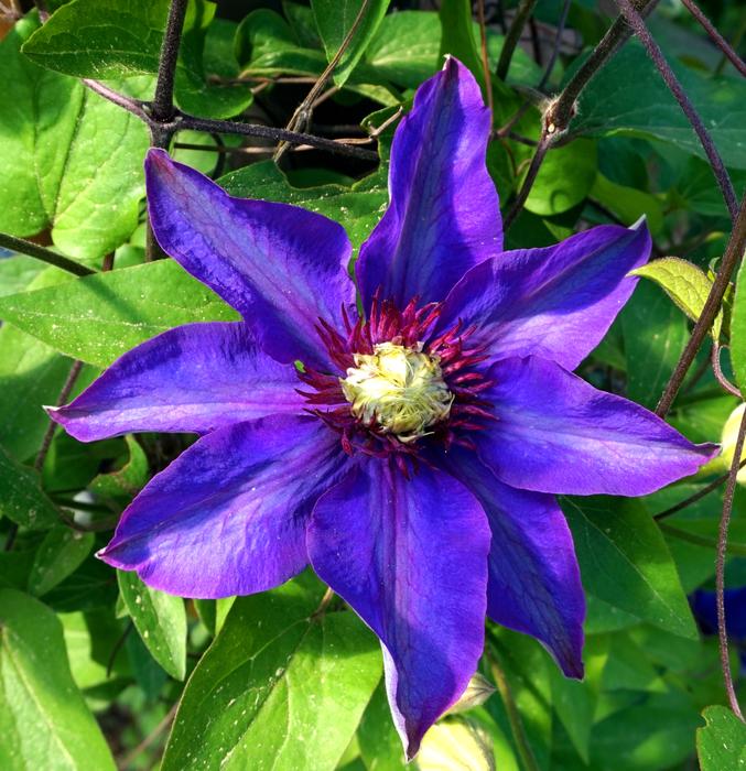 Clematis Flower Plant
