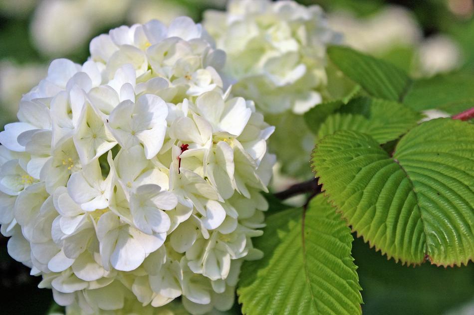 white flower leaves garden