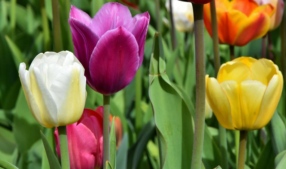 Tulips Flowers Colorful Spring
