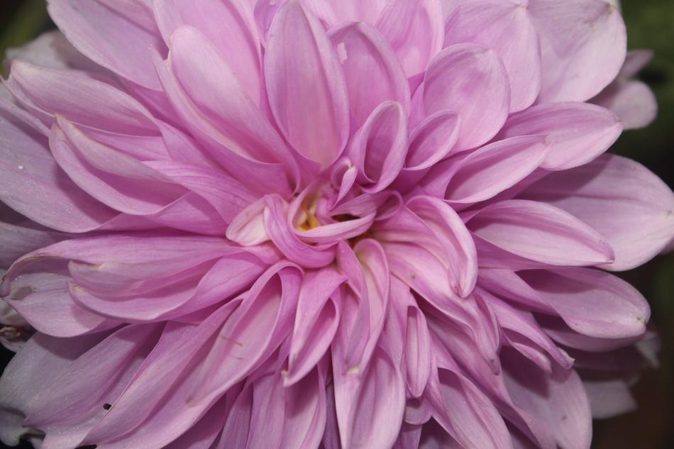 Flower Nature Natural