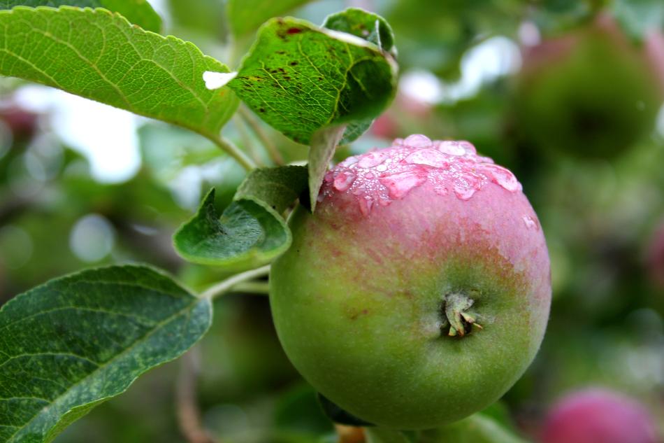 Leaf Fruit Nature