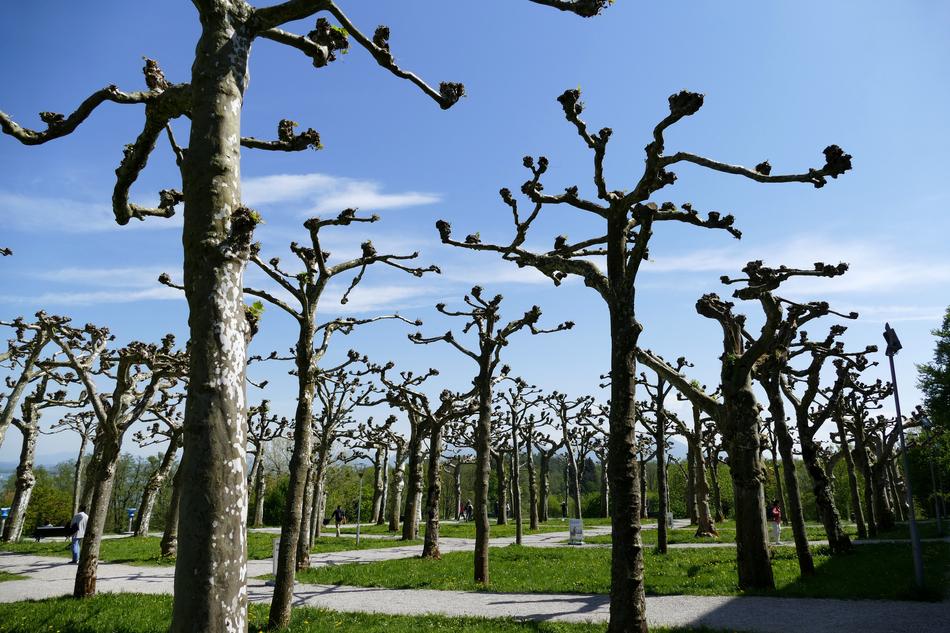 Tree Pruning Herrenchiemsee Park
