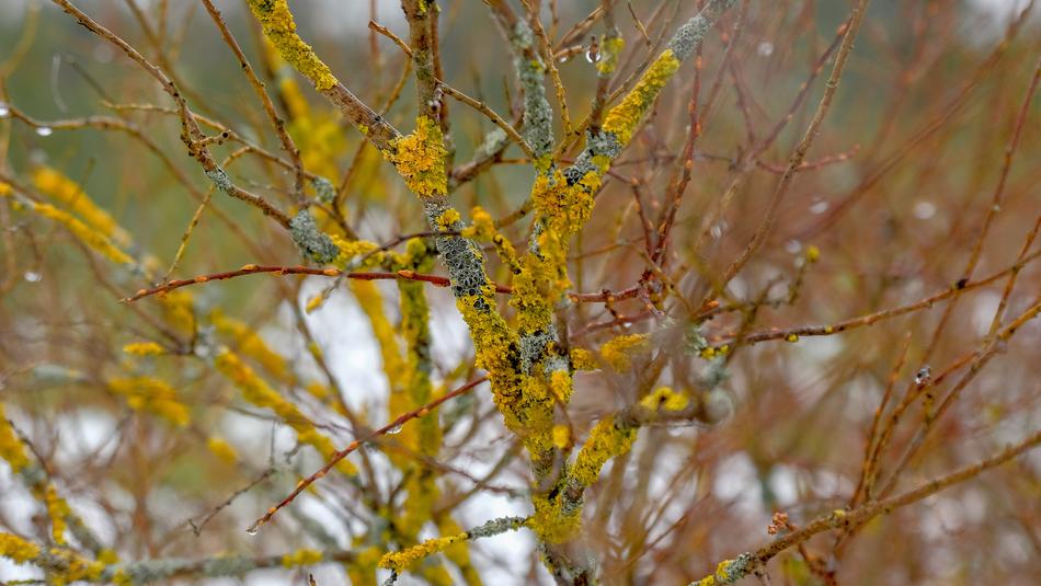 Tree Nature Season