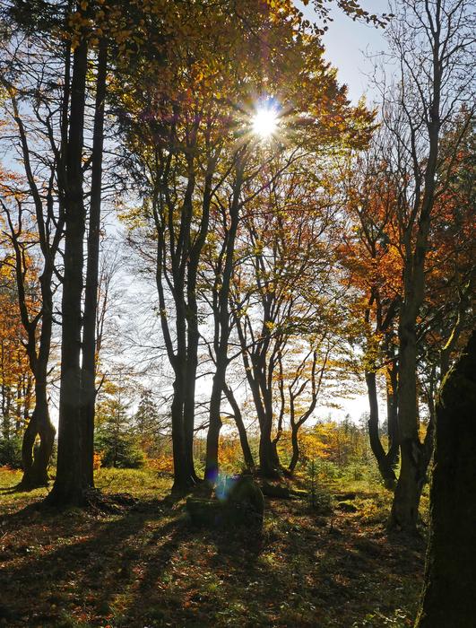 Autumn Sun Golden October Forest
