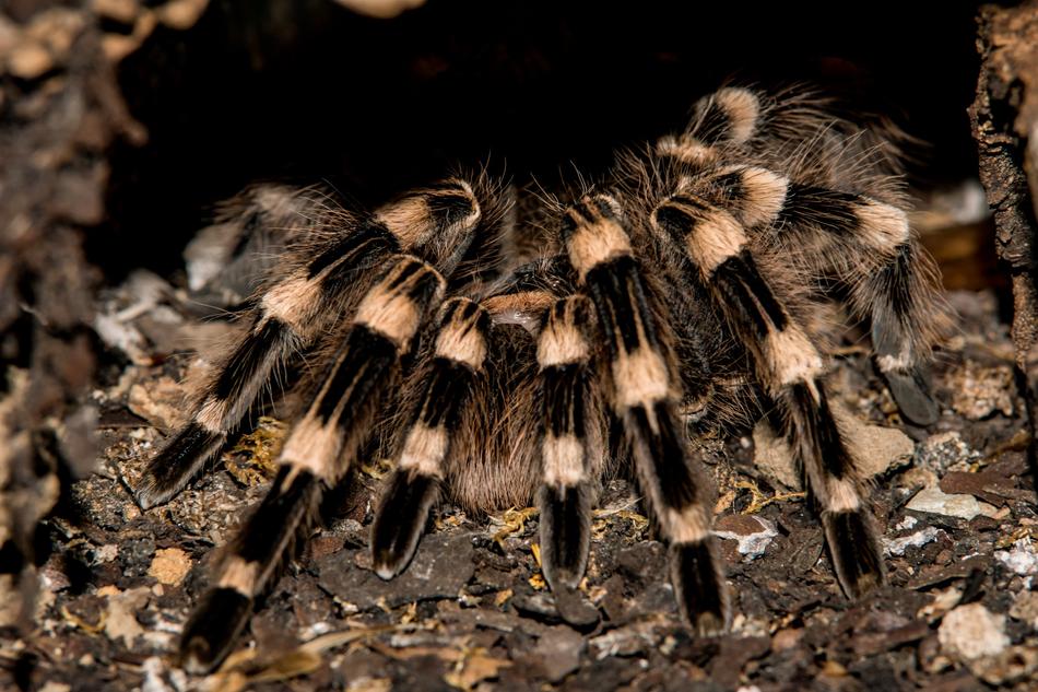 Nature Animal World Insect
