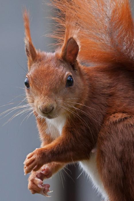 Squirrel Nature Possierlich