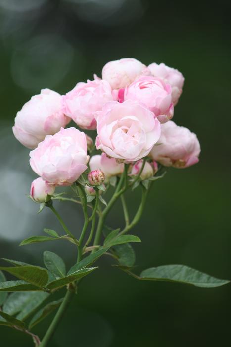 a bouquet of pink flowers on a green stem