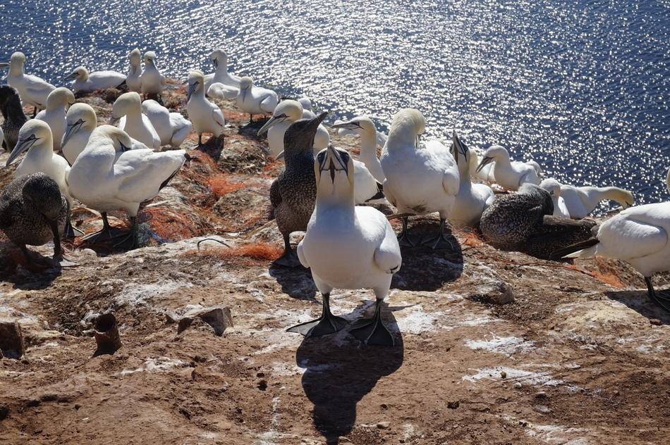 Nature Bird Waters
