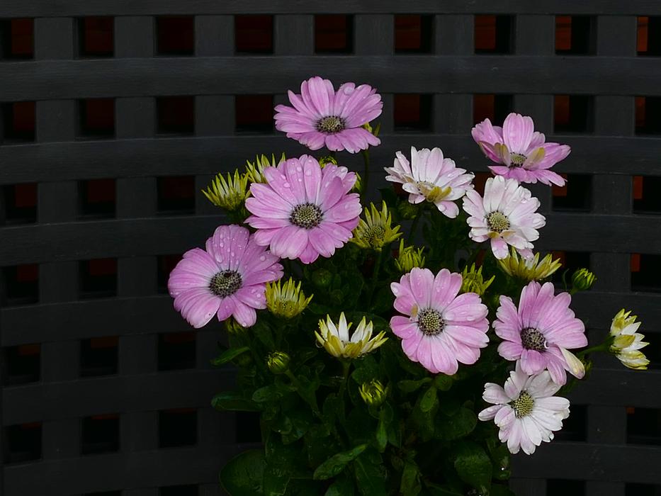 Cape Basket Osteospermum Flower