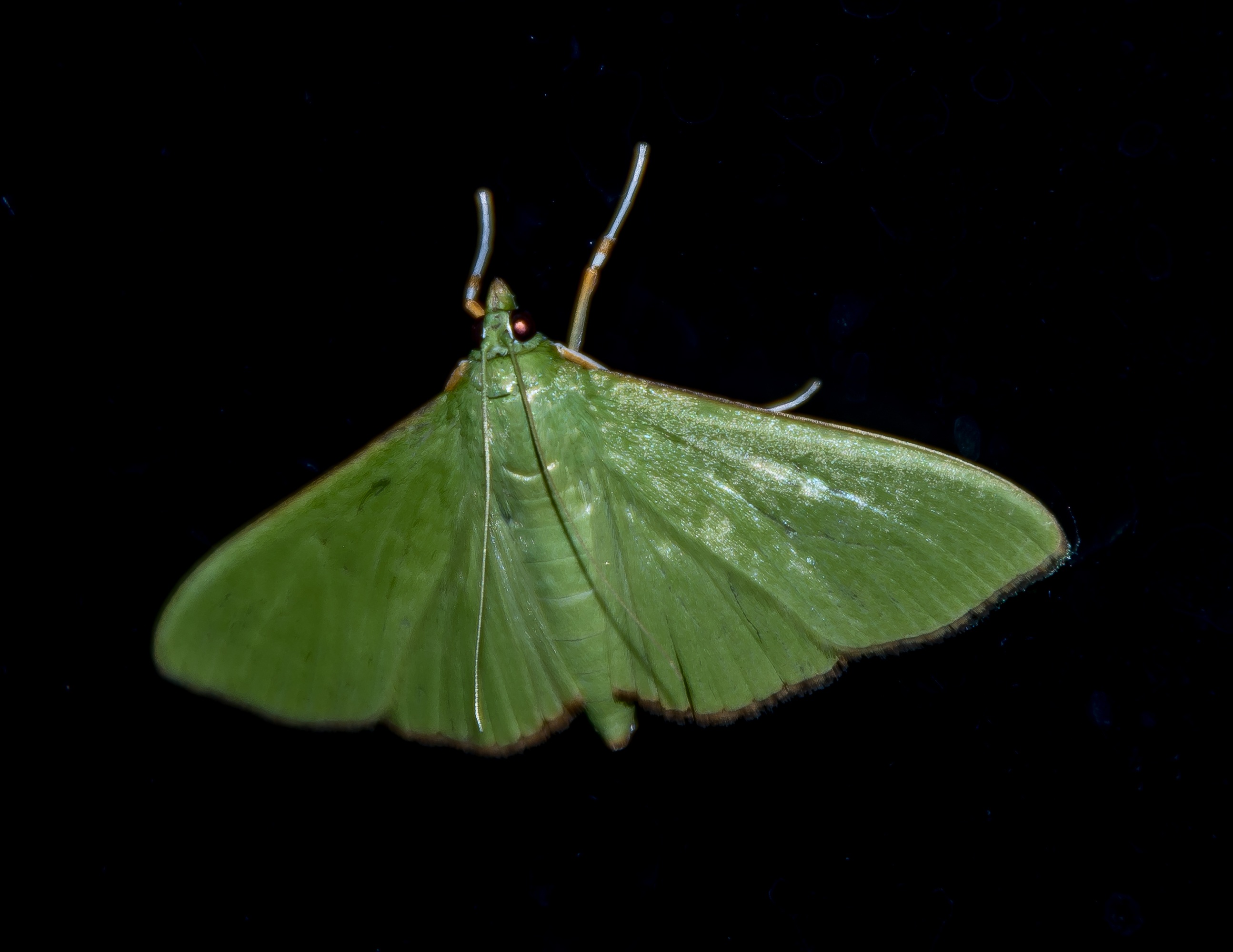 Moth Insect Large free image download