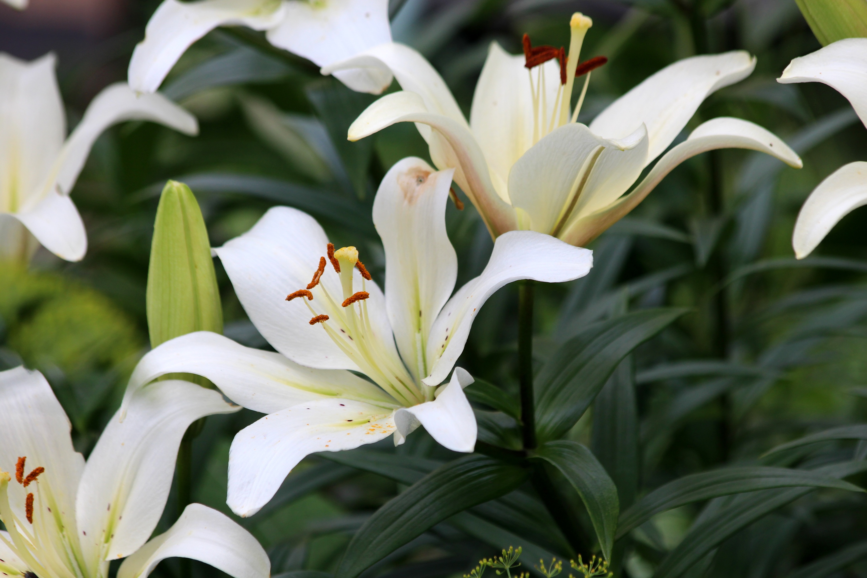 Bouquet of white lilies free image download