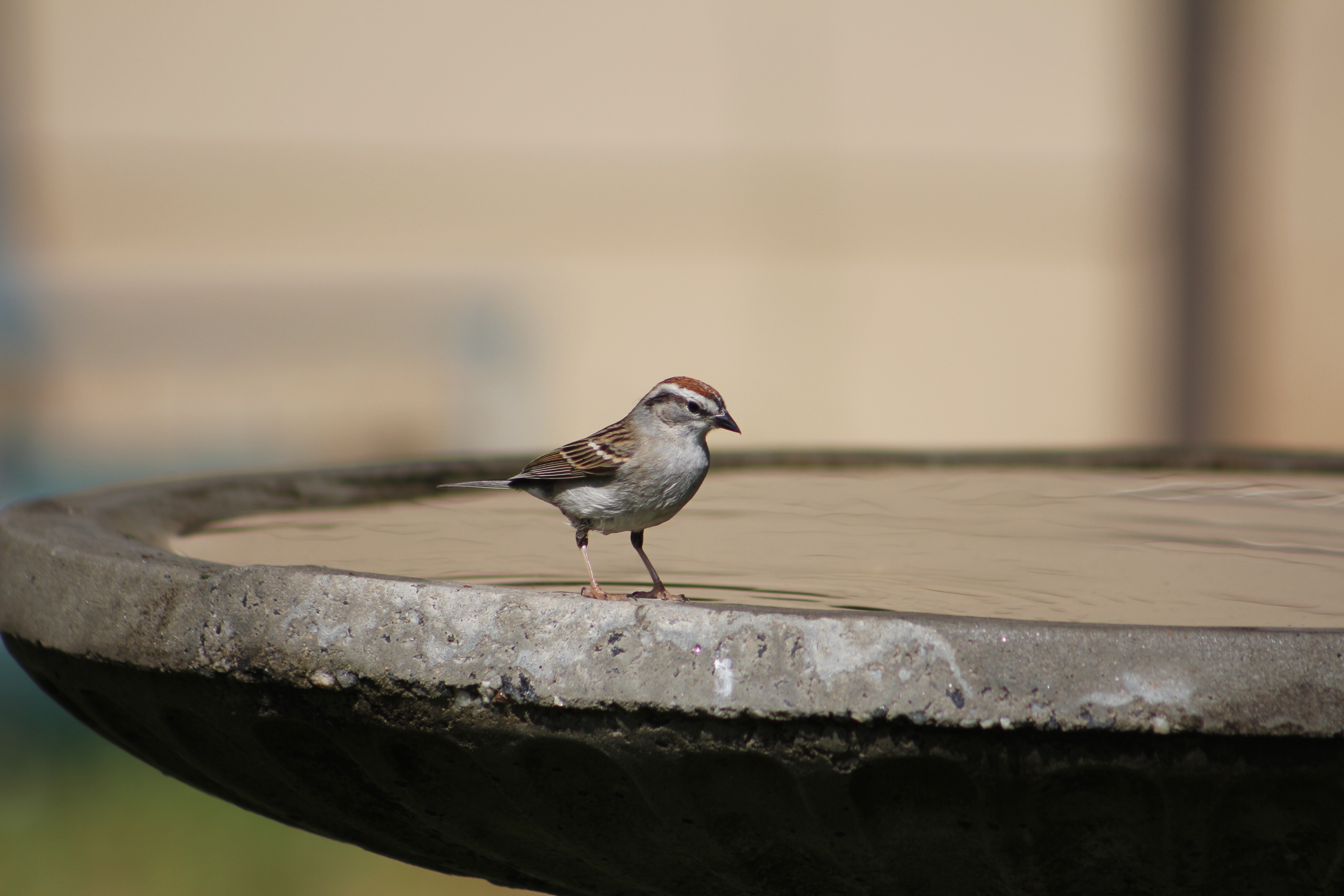 Bird bath. Купальня для птиц в саду. Птицы на водопое. Птица в ванной.