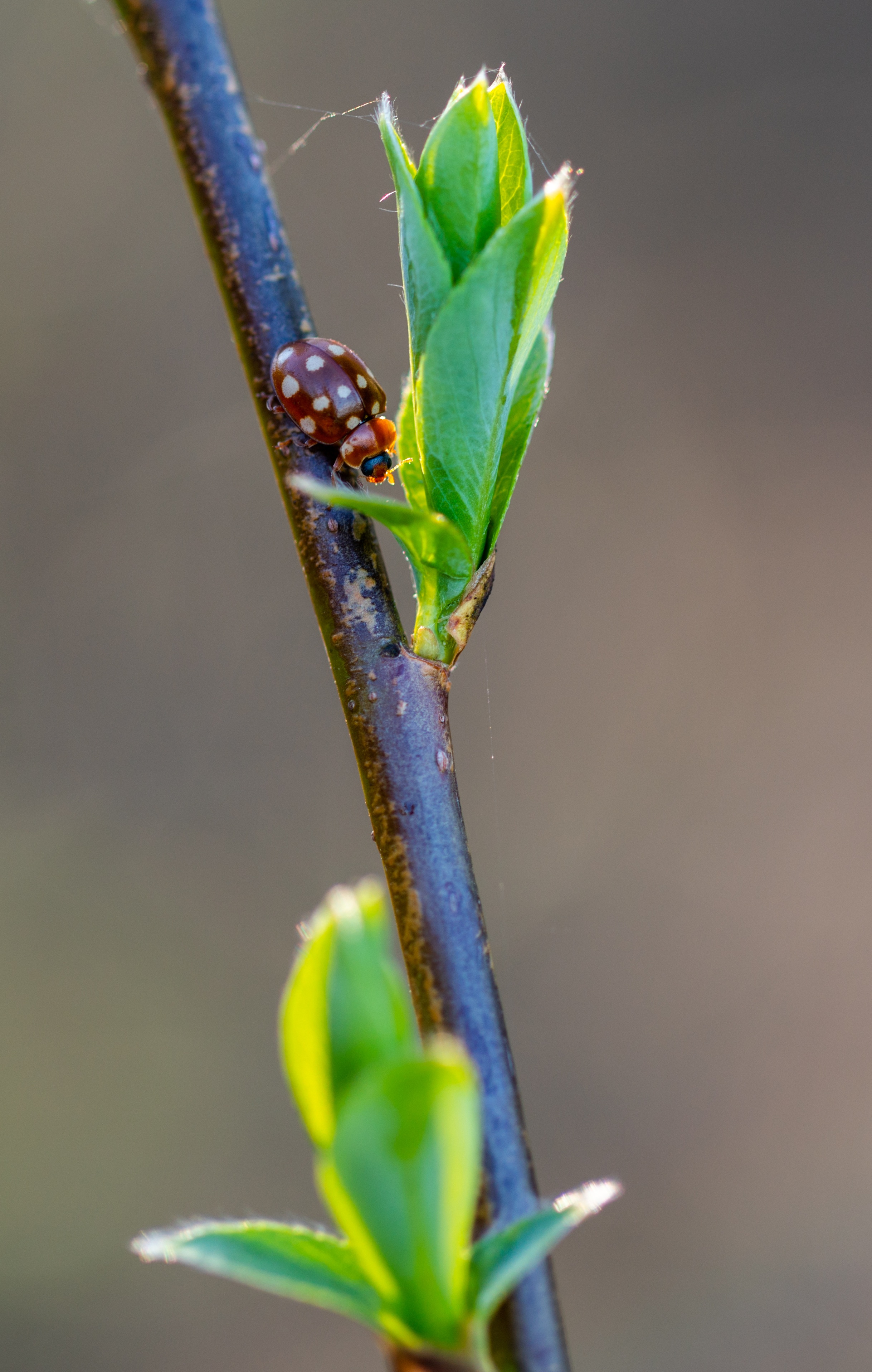 Macro Ladybug Insect free image download