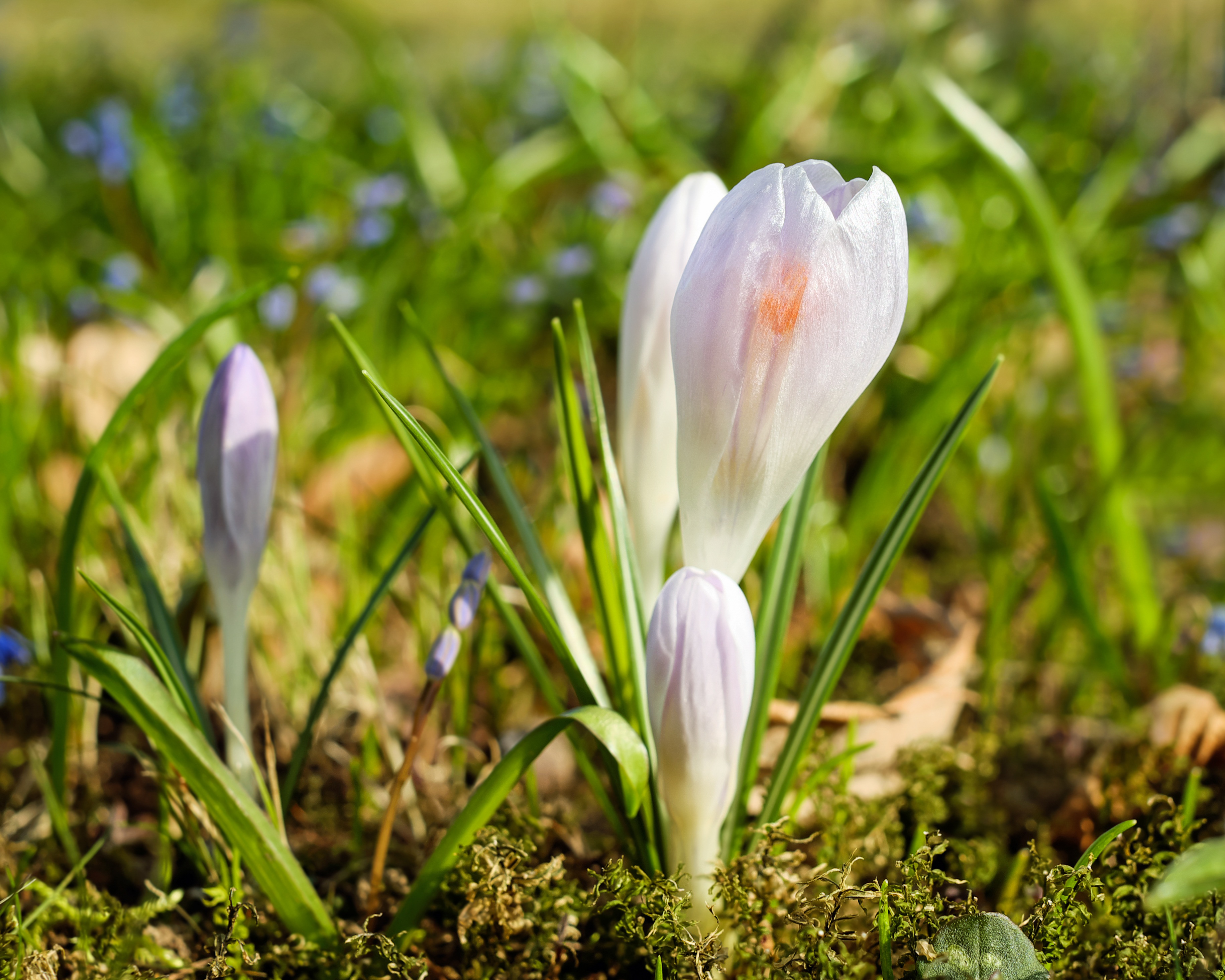 Crocus Flower Bloom free image download