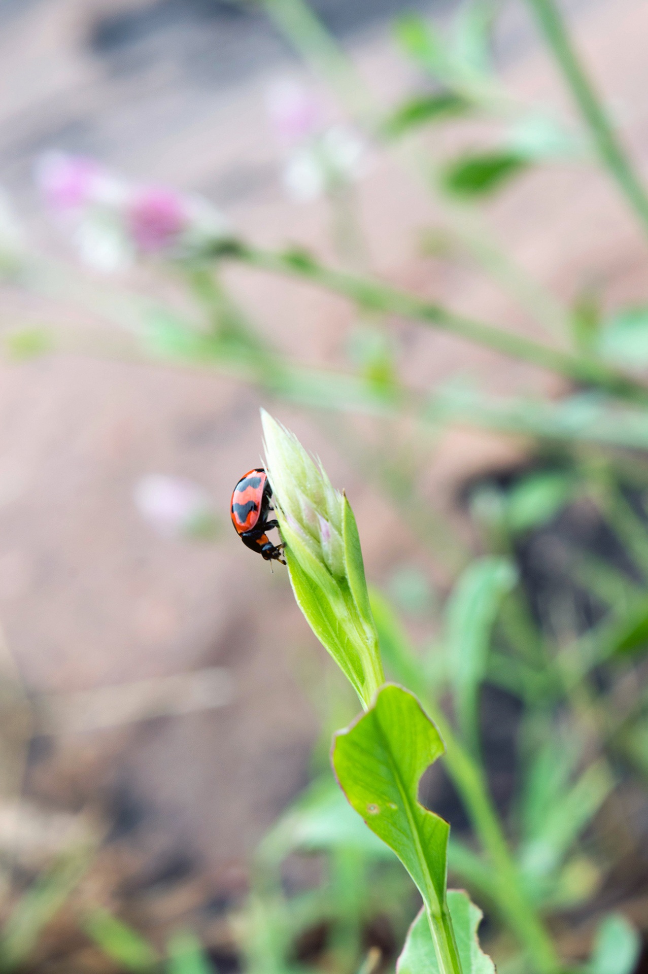 Small Beetle Lady Bird Bug free image download