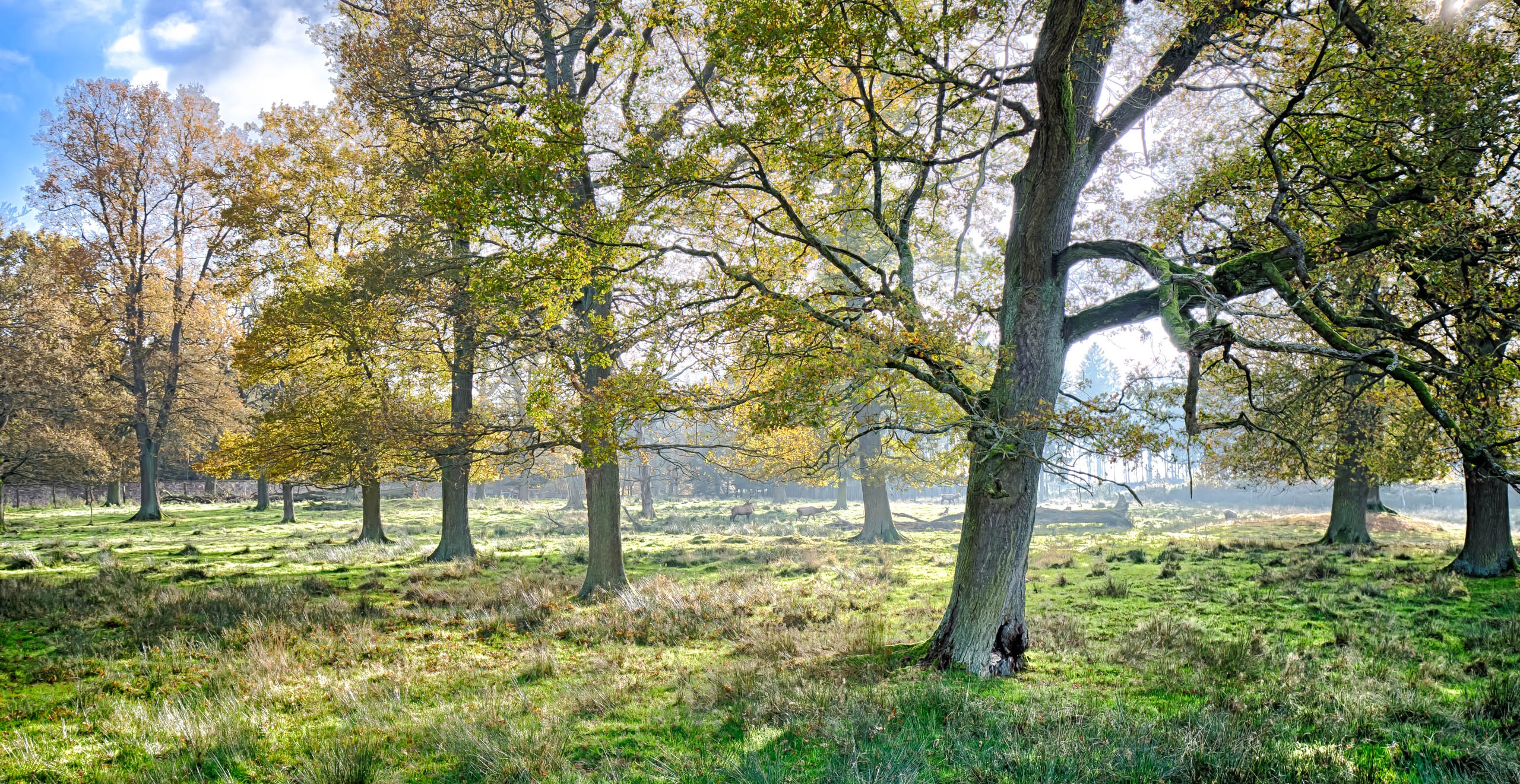 Tree Nature Landscape free image download