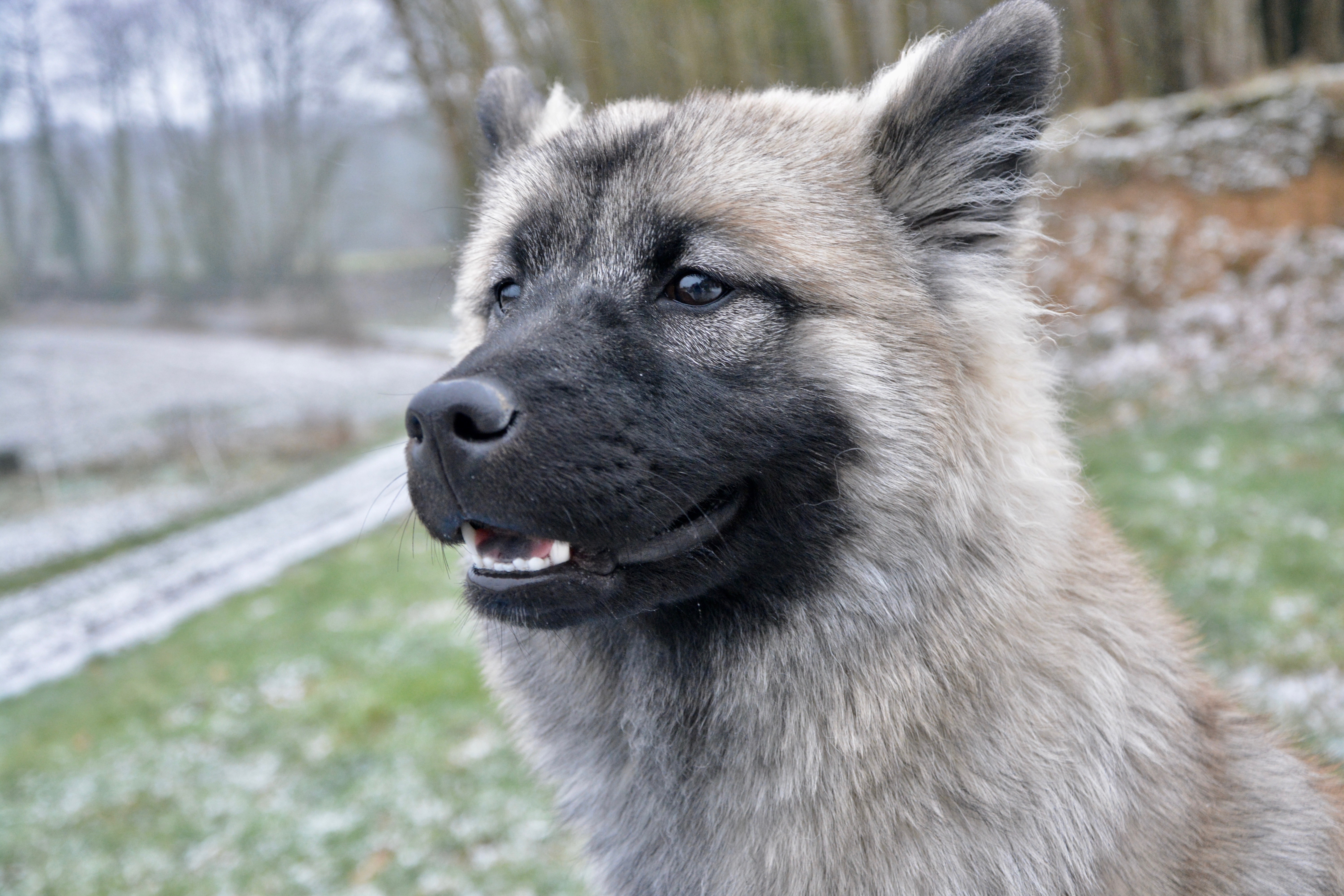 Dog younger. Евразиер собака окрасы. Dog bitch