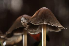 raw mushrooms in the forest landscape