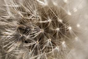 Dandelion Detail Macro