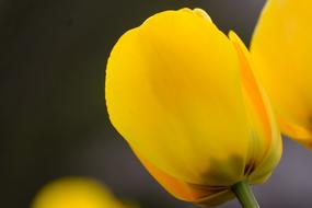 Natural Any Person Not Flowers