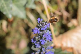 Nature Insect Flower