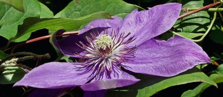 Nature Flower Clematis