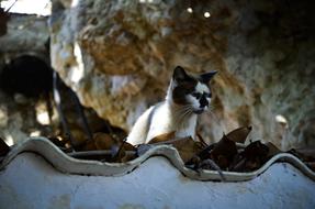 Nature Mammals Animals macro