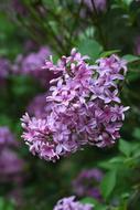 Lilac Flower Nature