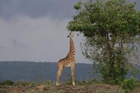 a giraffe eats leaves from a tree