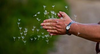 Beautiful, white dandelion seeds flying around the hands