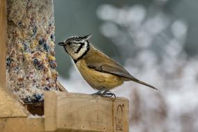 Nature Bird Small Animal
