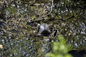 Nature Body Of Water Pollution