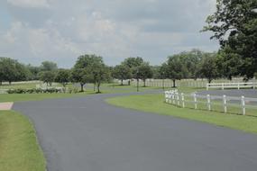 Grass Tree Nature Horizontal