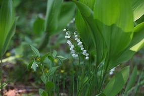 Leaf Plants Nature