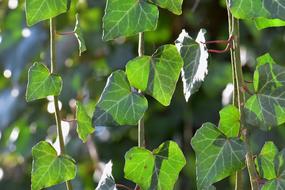 Ivy Leaf Plant Climber