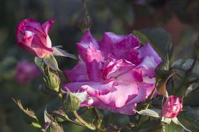 Flower Plant Nature
