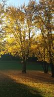 Rest Park Leaves