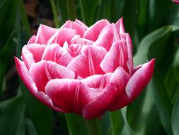 Tulip Pink White